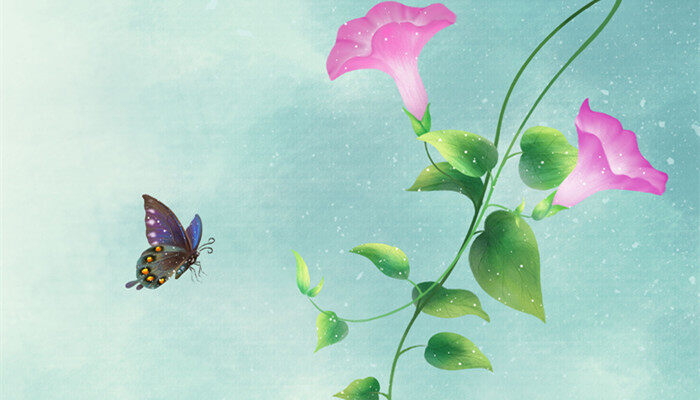 矮牵牛花种子怎么种 矮牵牛花种子怎么种