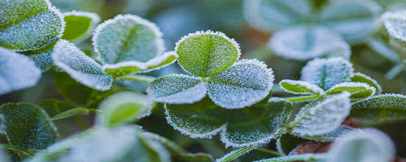 阴生植物是水生植物吗 阴生植物是水生植物吗