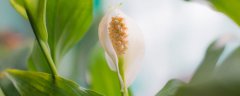 一帆风顺花怎么养