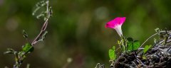 牵牛花种子能播在院子里吗