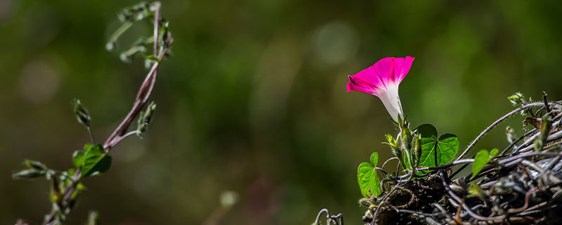 牵牛花种子能播在院子里吗 牵牛花种子能播在院子里吗