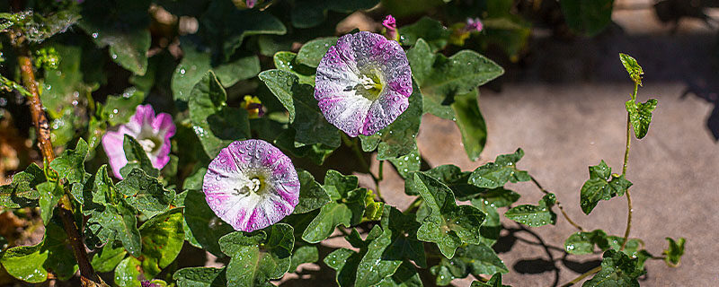 牵牛花移栽多久可以活 牵牛花移栽多久可以活