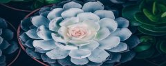 室内耐阴四季常青的植物