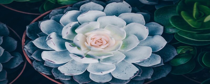 室内耐阴四季常青的植物 室内耐阴四季常青的植物