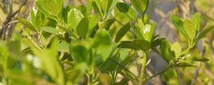插水里就能活的植物花