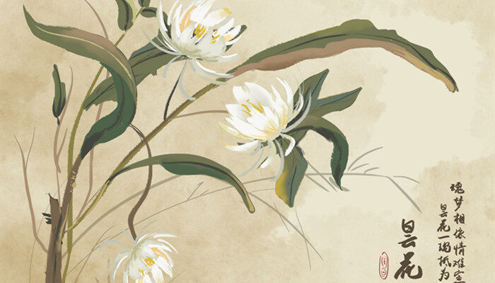昙花是什么 昙花是什么