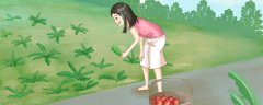 臭脚丫子棵草是什么野草
