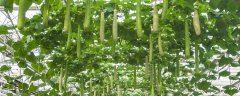 夏天能种什么菜