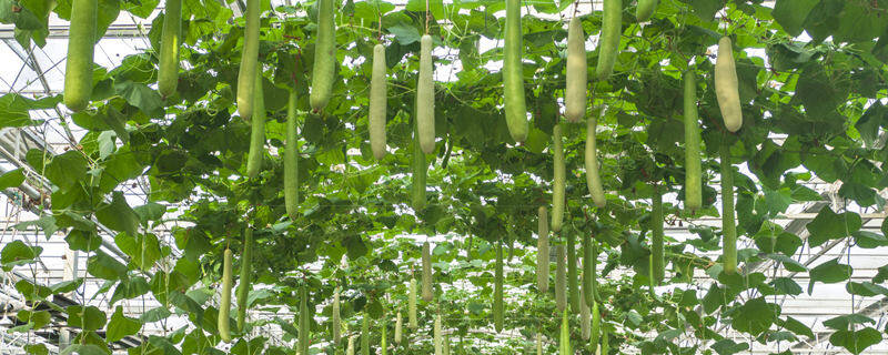 夏天能种什么菜 夏天能种什么菜