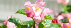 花肥的制作方法