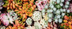 玉树能开花吗