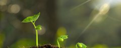 什么植物和动物含有尼古丁和乙醇
