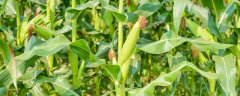 玉米扬花后多久可以砍掉花