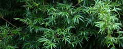 箬竹是竹子吗