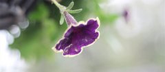 牵牛花怎么种