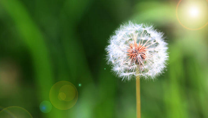 蒲公英是什么年生草本植物? 蒲公英是什么年生草本植物?