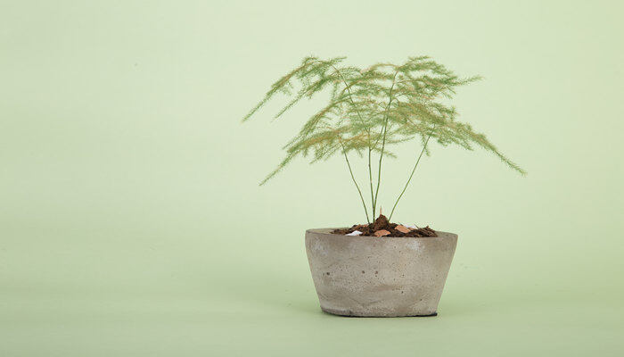 文竹花语象征与寓意
