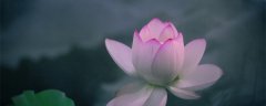 莲花可以养在家里吗