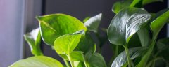 风雨兰种球种植方法和时间