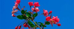 海棠花9月开正常吗