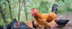 公鸡肉什么人不能吃