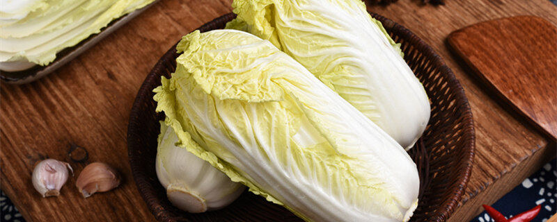 白菜烂根是怎么回事用点什么药 白菜烂根是怎么回事用点什么药