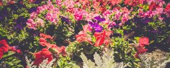 五色赤丹茶花一年开几次花