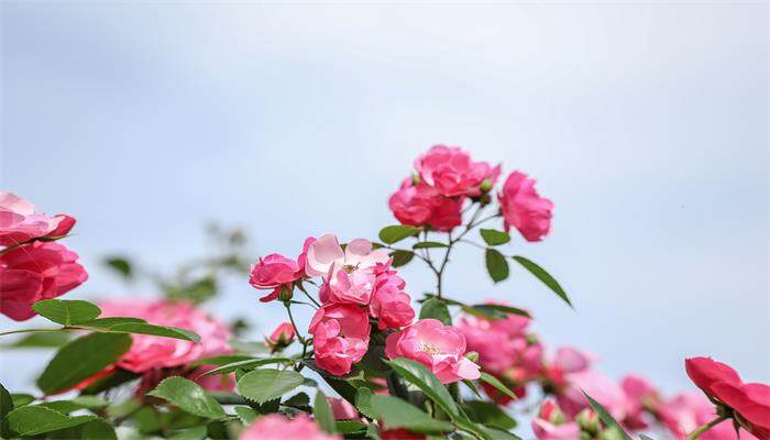月季花几月份开花 月季花几月份开花