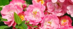 花成花,树成树什么意思
