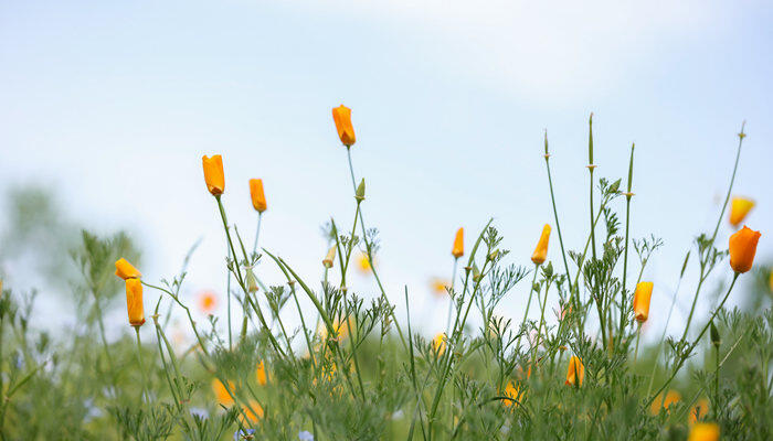 硫华菊和花菱草有什么区别 硫华菊和花菱草有什么区别
