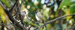 野鱼鳞燕老野多久开口