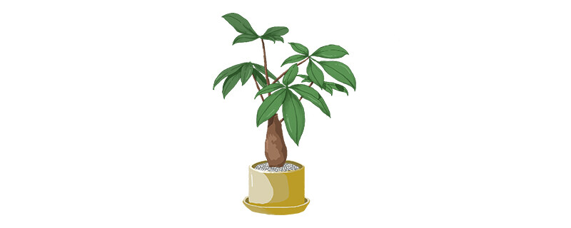 小发财树怎么养