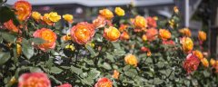 果汁阳台一年开几次花