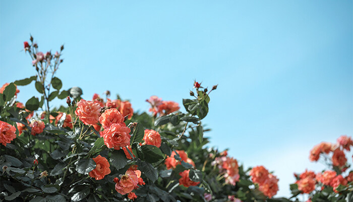 玫瑰月季花养殖方法 玫瑰月季花养殖方法