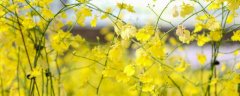 父亲节花是什么花
