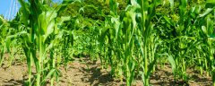 秋乐618玉米品种介绍