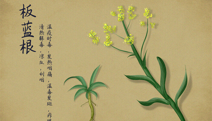 板蓝根是什么植物 板蓝根是什么植物
