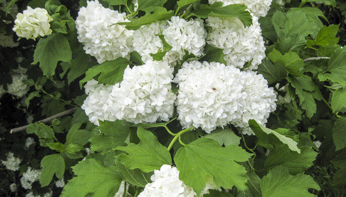 雪球花怎么养 雪球花怎么养