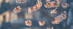 樱花果实能吃吗
