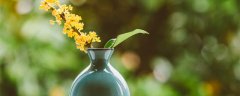 植物睡眠现象