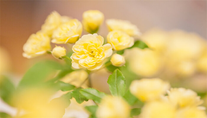 黄木香花为什么不能种 黄木香花为什么不能种
