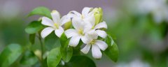 九里香小苗几年能开花