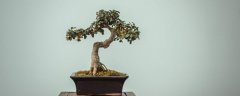 小叶菩提树怎么养