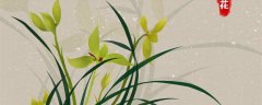 兰花9月份开花是什么兰