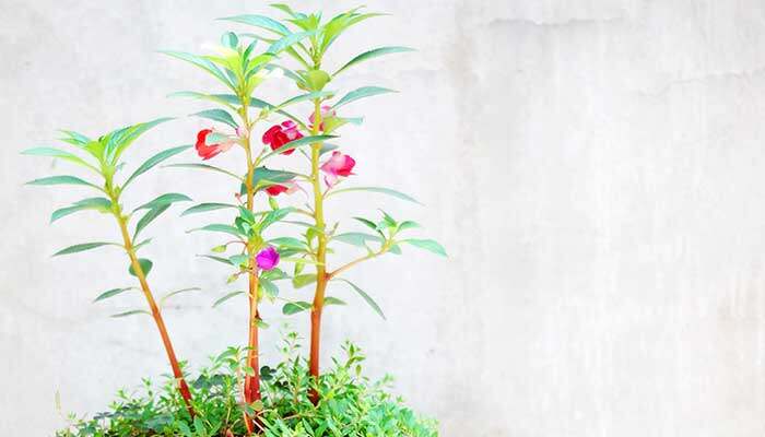 宜良樱花谷什么时候开花 宜良樱花谷什么时候开花