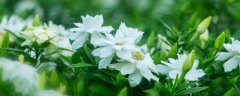 栀子花喜欢酸性土壤还是碱性