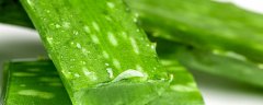 芦荟多久浇一次水合适