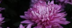 菊花的种类有哪些