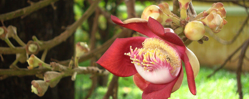 菩提花的寓意 菩提花的寓意