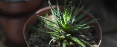 海虎兰和木立芦荟的区别